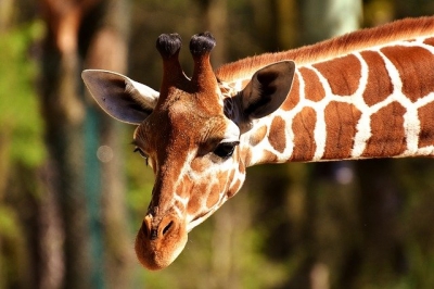 再入荷☆ 即納 ☆ キリン South African Giraffe 頭骨 67cm 【A 再入荷☆ 即納 ☆ キリン South African Giraffe 頭骨 67cm 【A