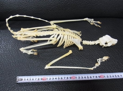 高品質！ノロジカRoe deer全身骨格標本