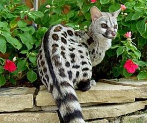 再入荷    即納    アフリカ便🇿🇦ケープジェネット🐱Cape genet 頭骨