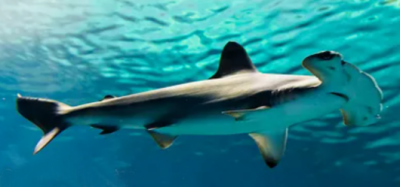 ☆即納☆珍品🦈シロシュモクザメの頭骨🦈ハンマーヘッドシャーク
