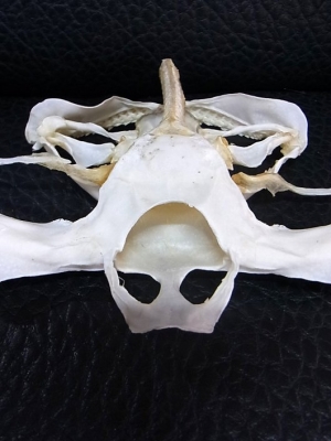 アフリカ便！高品質 ブッシュピッグ（カワイノシシ ）頭骨