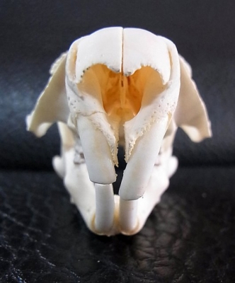 ウッドチャックの頭骨