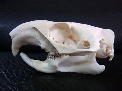 ☆即納☆ アメリカ便 ウッドチャックの頭骨 | 【CORE-BOX】店長ブログ