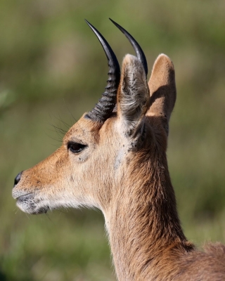 高品質 ☆ スティーンボックスカルホーン（下顎なし）