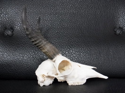 アフリカ便！高品質 ☆ スティーンボックスカルホーン（下顎なし）