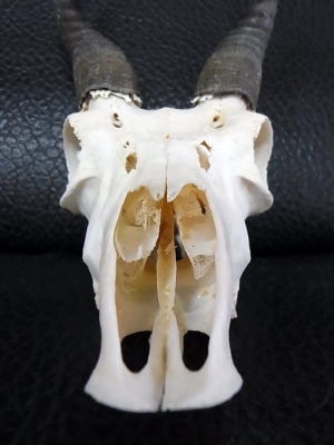 アフリカ便！高品質 ★ スティーンボック　スカルホーン（下顎なし） アフリカ便！高品質 ☆ スティーンボック スカルホーン（下顎なし）