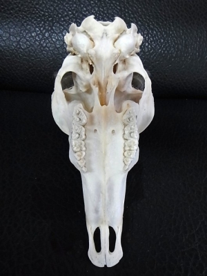 アフリカ便！高品質 ☆ スティーンボックスカルホーン（下顎なし）