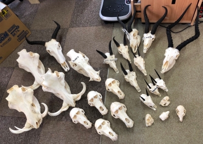 アフリカ便！高品質　ボリビアリスザル 頭骨 アフリカ便！高品質 ボリビアリスザル 頭骨 - メルカリ