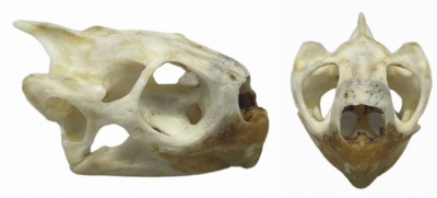 ☆高品質 骨格標本のご紹介☆ | 【CORE-BOX】店長ブログ