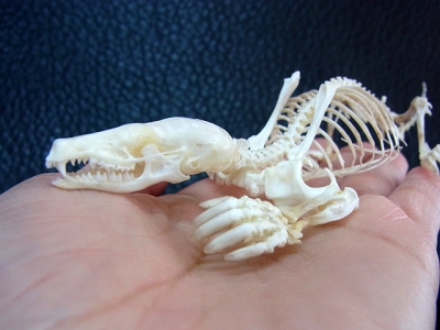 ☆ヨーロッパモグラ 全身骨格標本 再入荷しました☆ | 【CORE-BOX