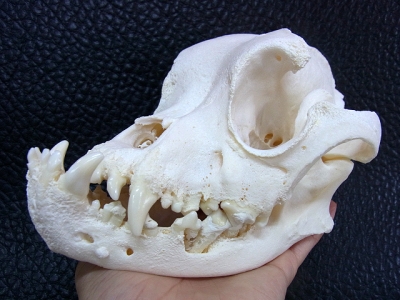 ☆犬の全身骨格標本 3点入荷しました☆ | 【CORE-BOX】店長ブログ ☆犬の全身骨格標本 3点入荷しました☆ | 【CORE-BOX】店長ブログ
