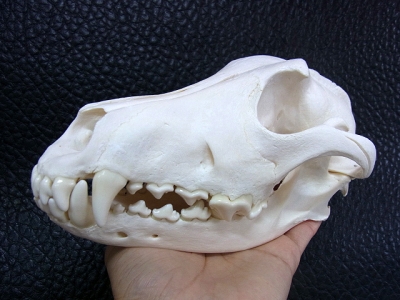 ☆犬の全身骨格標本 3点入荷しました☆ | 【CORE-BOX】店長ブログ