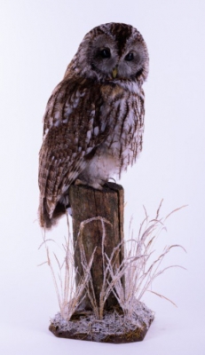 フクロウの剥製 トラフズクの剥製