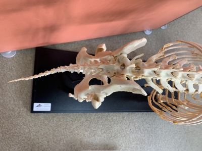 ハナザメ頭骨標本/学術標本やインテリア、理科教材、骨格標本のコレクション ハナザメ頭骨標本/学術標本やインテリア、理科教材、骨格標本の