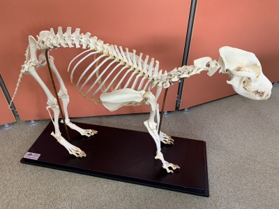 ☆3B Scientific社製 全身骨格標本が初入荷☆ | 【CORE-BOX】店長ブログ