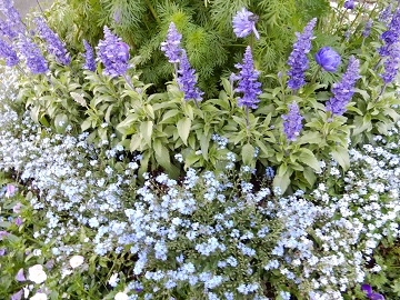 街路樹下の花壇のチューリップがブルーサルビアに変わりました 忘れな草とネモフィラとの青系の花壇に変身 Noririの庭