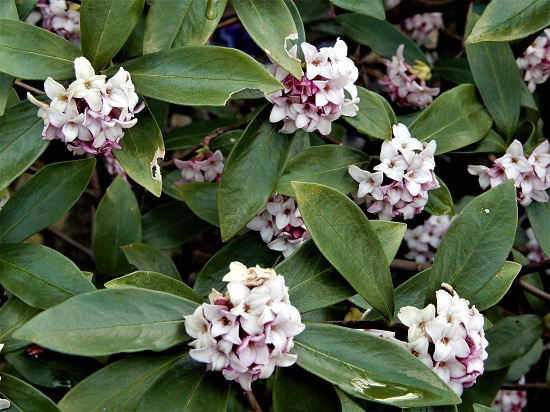 沈丁花（ジンチョウゲ）の香りが庭いっぱいに漂っています
