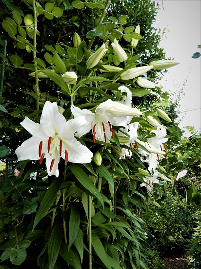 カサブランカが咲きました～♫～庭中甘い香りでいっぱいです