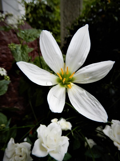 夏の終わりに咲く白い花たち Noririの庭