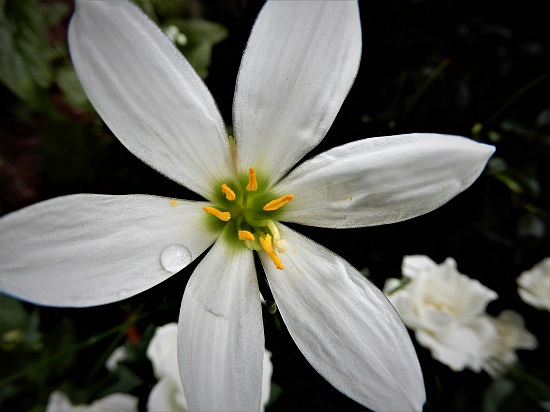 夏の終わりに咲く白い花たち Noririの庭