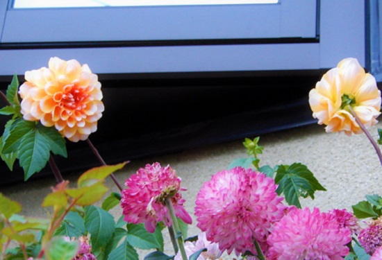 ポンポンダリアとポンポン菊 マム はとってもよく似ています Noririの庭