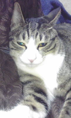 うちの猫ルドルフ