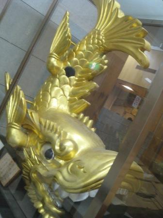 しゃちほこ(雄)