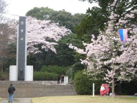 慰霊塔の桜