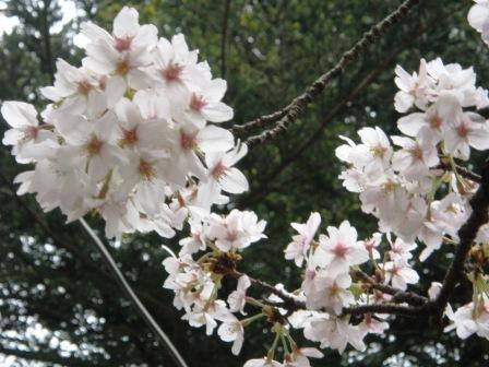曇り空の桜