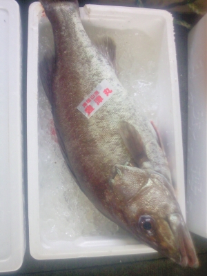 高級魚アラ