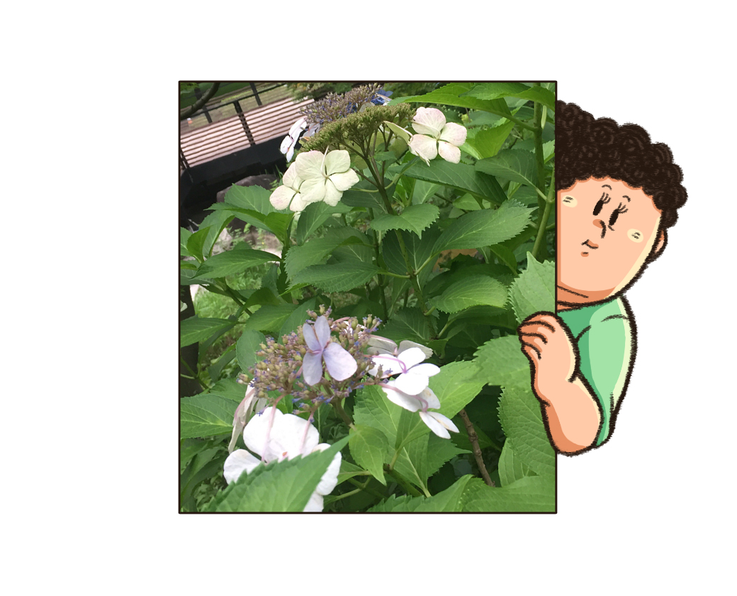 毛利庭園に咲いていたあじさい