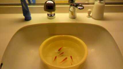 金魚