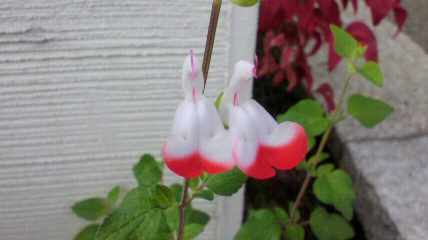 お花