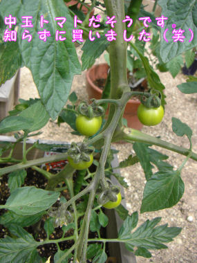 CIMG3765.JPG