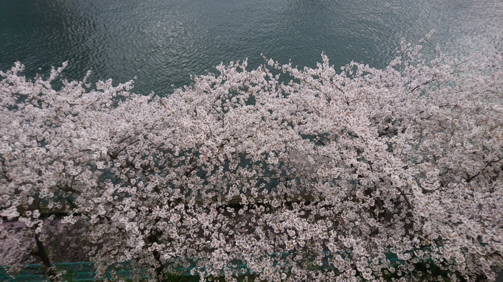 DSC_0896.JPG