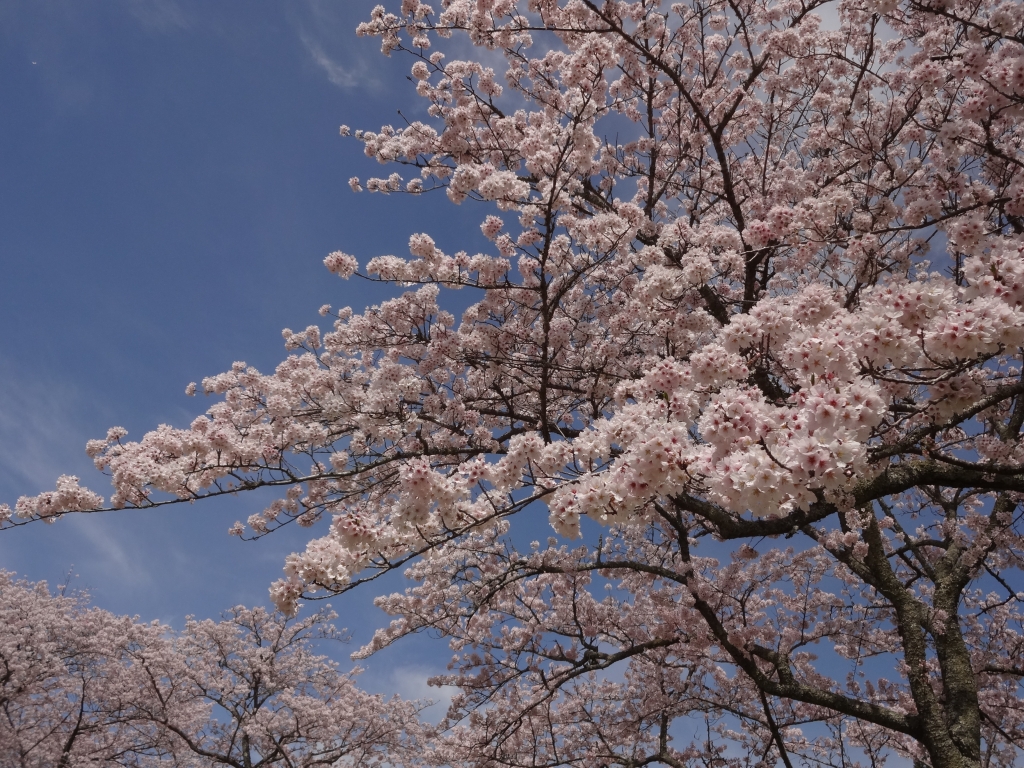 20170412桜