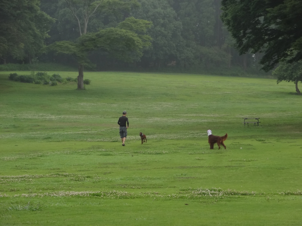 20170629犬