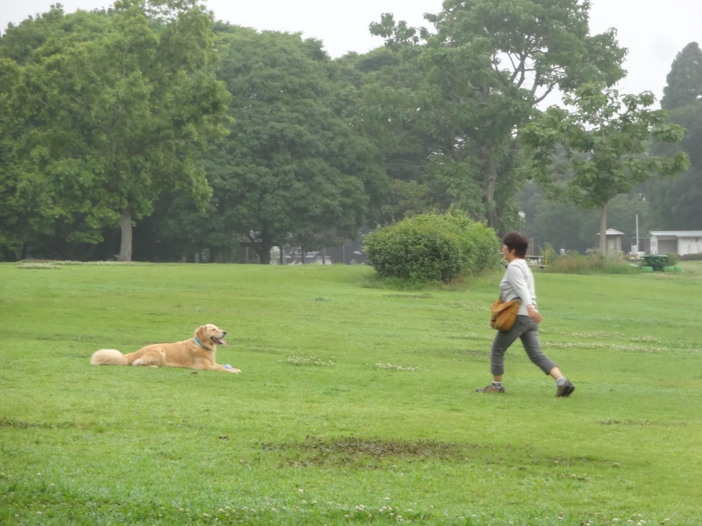 20170629犬