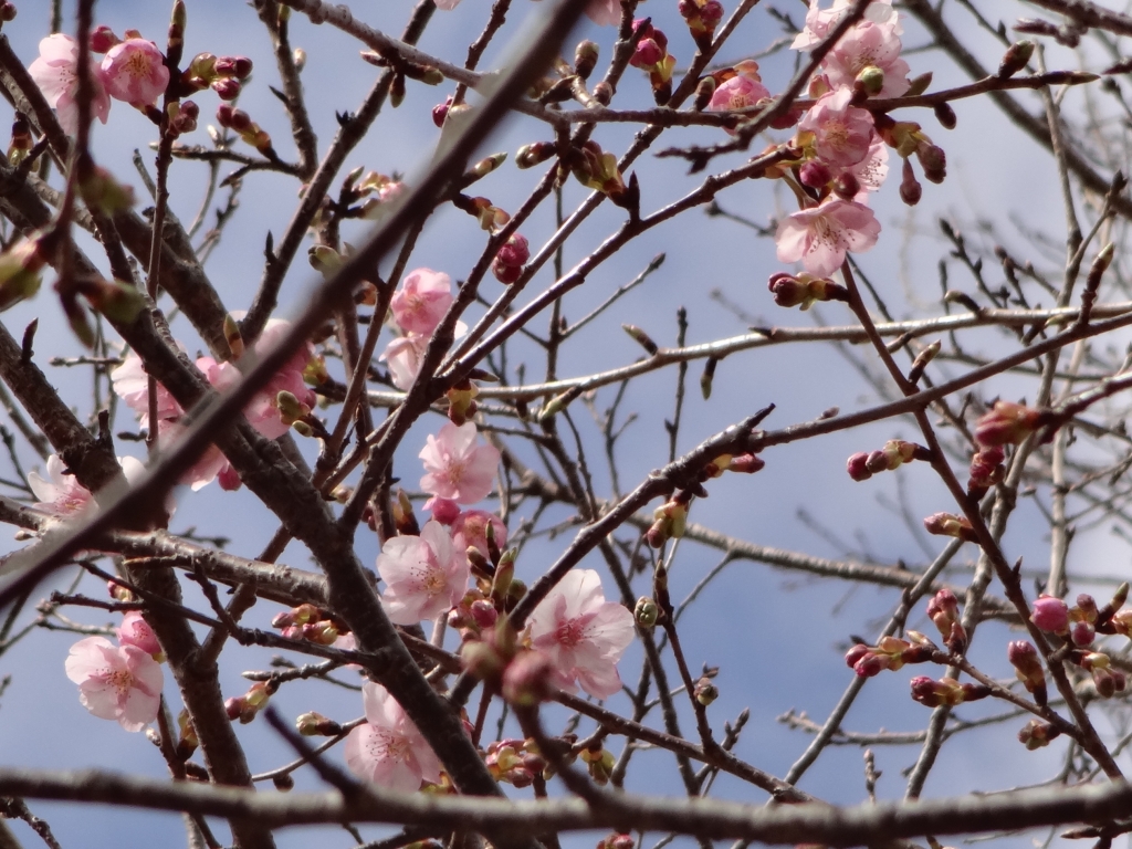 20190212彼岸桜
