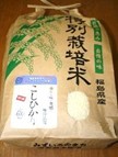コシヒカリ.jpg