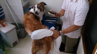ブラッシング