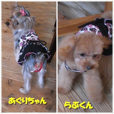 2ワン.jpg