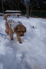 雪散歩.gif