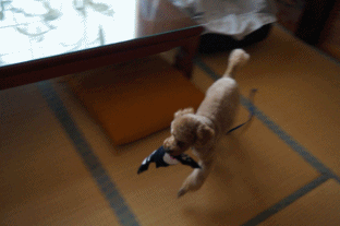 疾走.gif