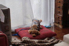 興奮.gif