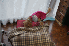 座布団.gif
