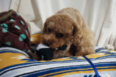 タオル.gif