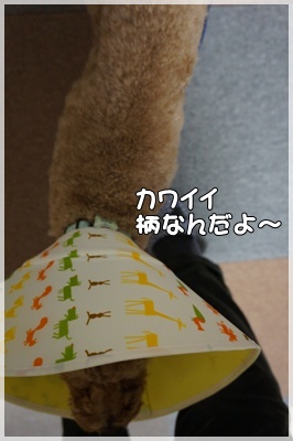 DSC08082.JPG