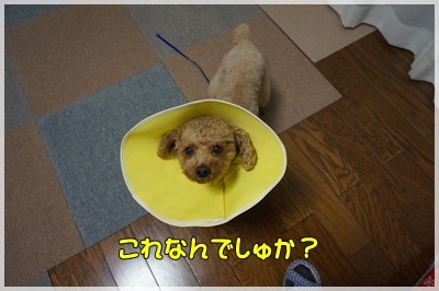 DSC08074.JPG