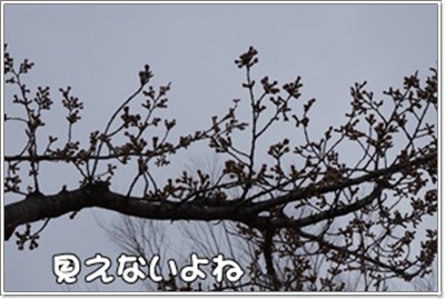DSC08130.JPG